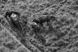 Vumbura Aerial Elephants